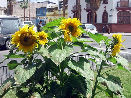 Girasoles